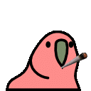 blunt parrot