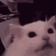 cat fade disappear2