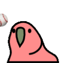 play catch parrot