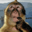 Monkey Thinking emoji