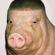 Pig Stare emoji